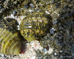 Echinolittorina