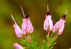 Erica nutans