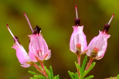 Erica nutans