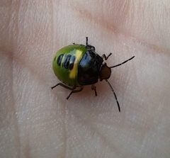 Glaucias amyoti