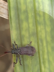 Isacantha inculta