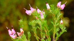Erica nutans