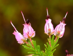 Erica nutans