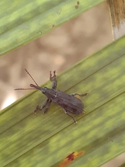 Isacantha inculta
