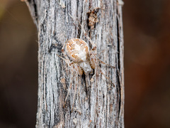 Araneus pallasi