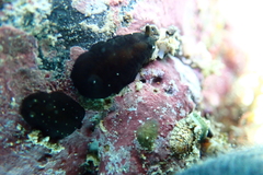 Dendrodoris nigra