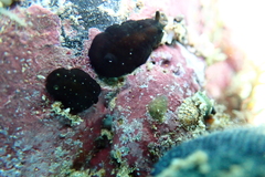 Dendrodoris nigra