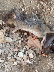 Rattus norvegicus