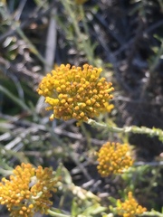 Helichrysum cymosum