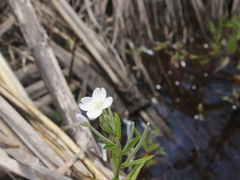 Epilobium pallidiflorum