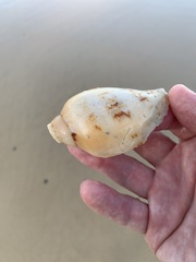 Cymbiola magnifica