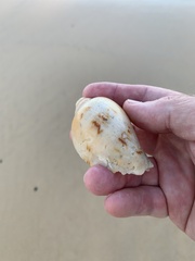 Cymbiola magnifica