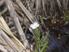 Epilobium pallidiflorum