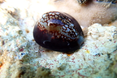 Monetaria caputophidii