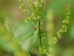 Acroceuthes metaxanthana