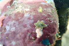 Aquilonastra anomala