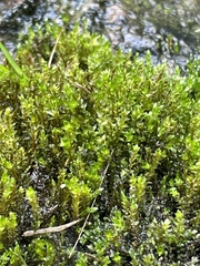 Bryum barnesii