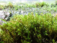 Bryum barnesii