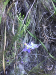Heliophila linearis linearifolia