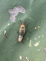 Dysdercus bimaculatus