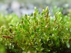 Bryum barnesii