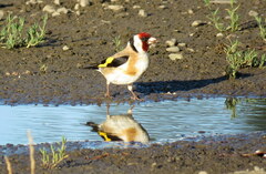 Carduelis carduelis britannica