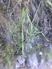 Heliophila linearis linearifolia