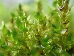 Bryum barnesii