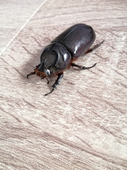 Oryctes rhinoceros