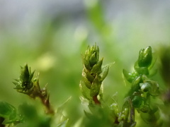 Bryum barnesii