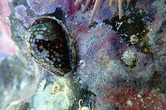 Monetaria caputophidii