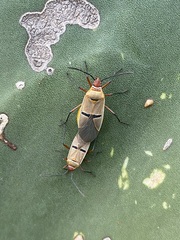 Dysdercus bimaculatus