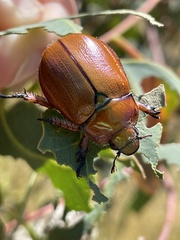Anoplognathus hirsutus