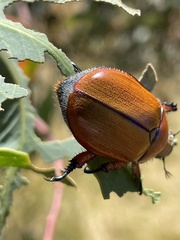 Anoplognathus hirsutus