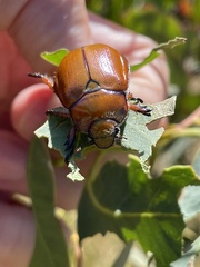 Anoplognathus hirsutus