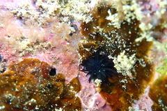 Echinometra oblonga