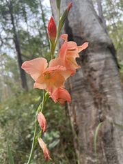 Gladiolus × hortulanus