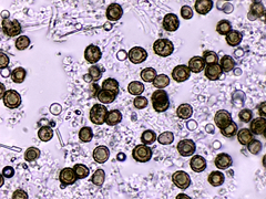 Scleroderma polyrhizum