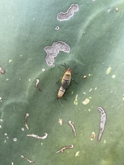 Dysdercus bimaculatus