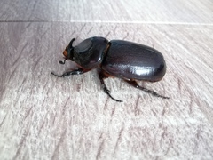 Oryctes rhinoceros