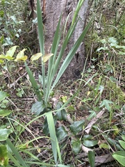 Gladiolus × hortulanus