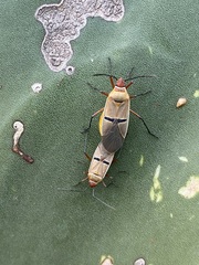 Dysdercus bimaculatus