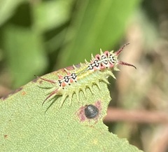 Doratifera quadriguttata