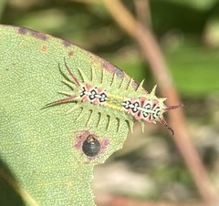 Doratifera quadriguttata