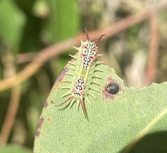 Doratifera quadriguttata