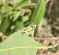 Doratifera quadriguttata