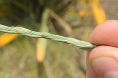 Thinopyrum acutum