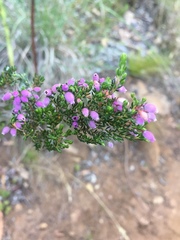 Erica hirtiflora