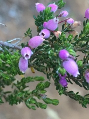 Erica hirtiflora