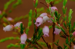 Erica gracilis